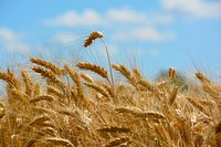 Free wheat crops image, public domain food CC0 photo.