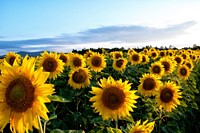 Free sunflower background image, public domain flower CC0 photo.