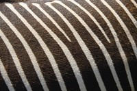 Free closeup on zebra fur image, public domain CC0 photo.