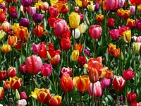 Free tulip image, public domain flower CC0 photo.