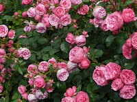 Free pink garden rose bush image, public domain flower CC0 photo.