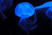 Free jelly fishes image, public domain animal CC0 photo.