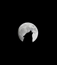 Free wolf howling image, public domain animal CC0 photo.