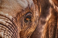 Free elephant image, public domain wild animal CC0 photo.