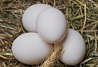 Free egg image, public domain food CC0 photo.