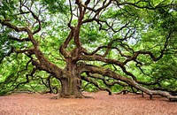 Free trees in forest photo, public domain nature CC0 image.