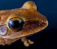 Free frog image, public domain animal CC0 photo. 