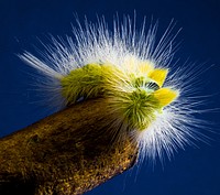 Free caterpillar image, public domain insect CC0 photo.
