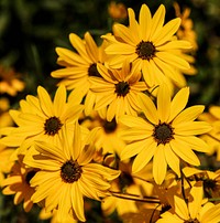 Free yellow flower image, public domain nature CC0 photo.