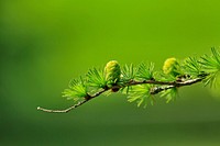 Free larch branch tree image, public domain nature CC0 photo.