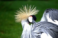 Free crowned crane image, public domain animal CC0 photo.