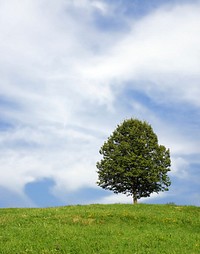 Free lone tree, blue sky image, public domain botanical CC0 photo.