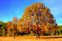 Free autumn orange tree photo, public domain nature CC0 image.