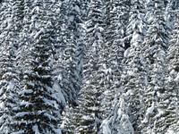 Free winter snow trees photo, public domain winter CC0 image.