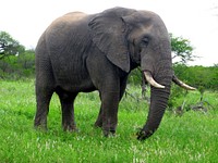 Free African elephant image, public domain wild animal CC0 photo.