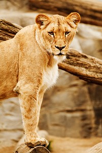 Free lionesses image, public domain wild animal CC0 photo.