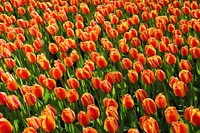 Free tulips field image, public domain flower CC0 photo.