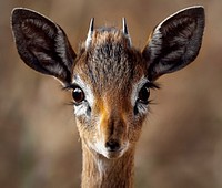 Free cute antelope background image, public domain CC0 photo.