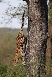 Free leopard image, public domain wild animal CC0 photo.