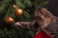 Free cat under Christmas tree image, public domain CC0 photo.