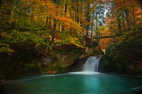 Free green forest by the water photo, public domain nature CC0 image.