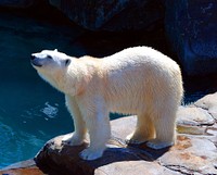 Free polar bear image, public domain animal CC0 photo.