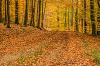 Free forest full of fall leaves photo, public domain nature CC0 image.