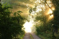 Free small trail in forest with trees photo, public domain nature CC0 image.