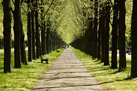 Free lane with trees photo, public domain nature CC0 image.