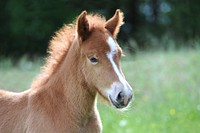 Free brown horse on meadow image, public domain animal CC0 photo.