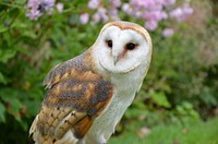 Free barn owl image, public domain animal CC0 photo.