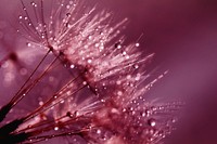 Free wet dandelion macro image, public domain flower CC0 photo.