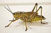 Free close up yellow grasshopper image, public domain animal CC0 photo.