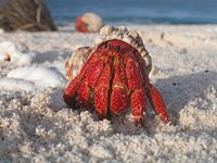 Free hermit crabs image, public domain nature CC0 photo.