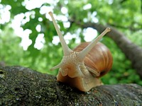 Free snail crawling on tree branch photo, public domain animal CC0 image.