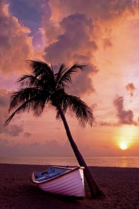 Free boat on shore next to a coconut tree at sunset image, public domain CC0 photo.