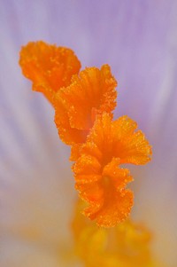 Free flower pollen macro image, public domain spring CC0 photo.