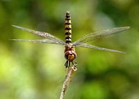 Free close up dragonfly on stick, public domain animal CC0 photo.