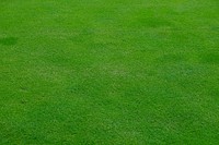 Field of grass, free public domain CC0 photo