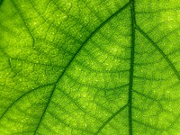 Free green leaf macro image, public domain plant CC0 photo.