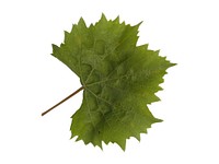 Free leaf image, public domain nature CC0 photo.
