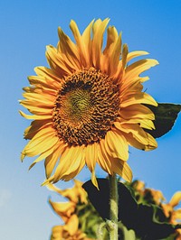 Free sunflower image, public domain flower CC0 photo.