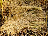 Free bundle rice paddy , harvesting background public domain CC0 photo.