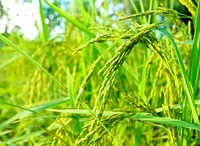Free rice green paddy plant close up photo, public domain vegetables image.