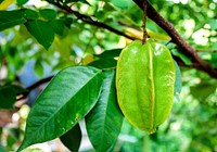 Free star fruit on the tree photo, public domain fruit CC0 image.