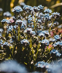 Free blue flower image, public domain spring CC0 photo.