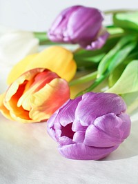 Free tulips image, public domain flower CC0 photo.
