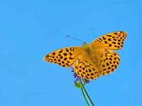 Free butterfly image, public domain animal CC0 photo.