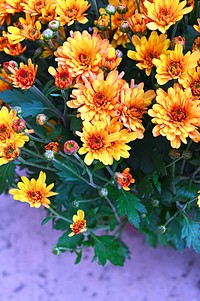 Free orange chrysanthemum image, public domain flower CC0 photo.