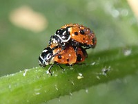 Free ladybug climbing on green stem photo, public domain CC0 image.